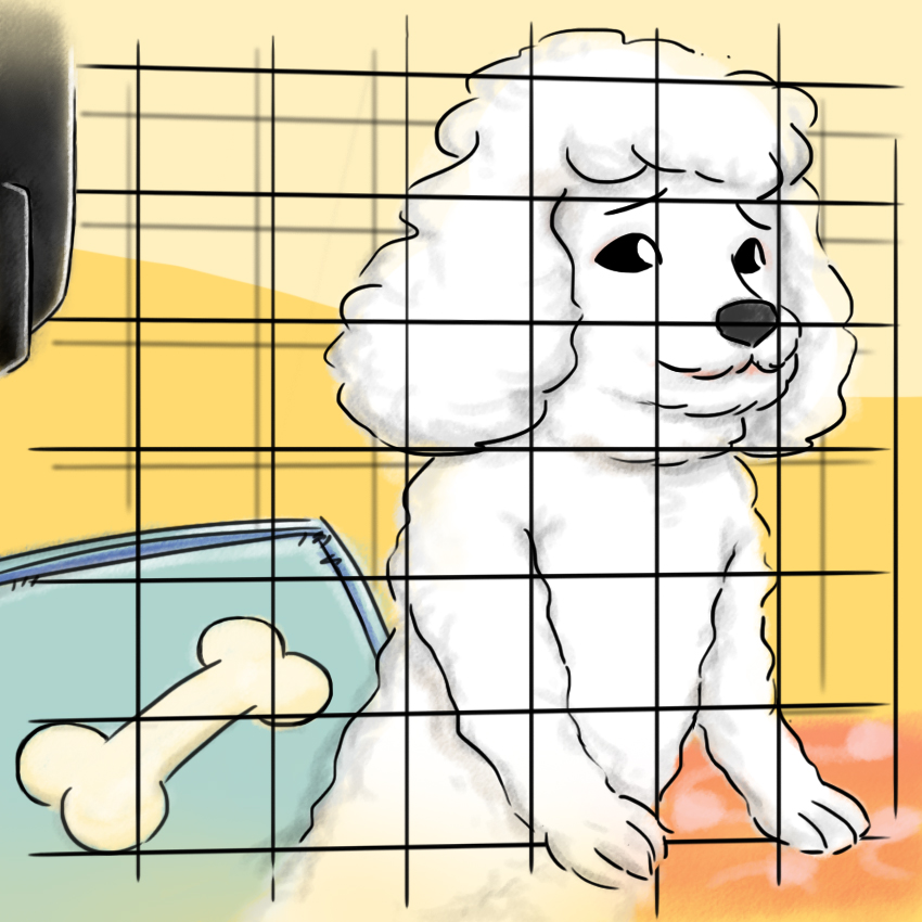 embeddedIMG_HowToCrateTrainAPuppy_850px_13.jpg