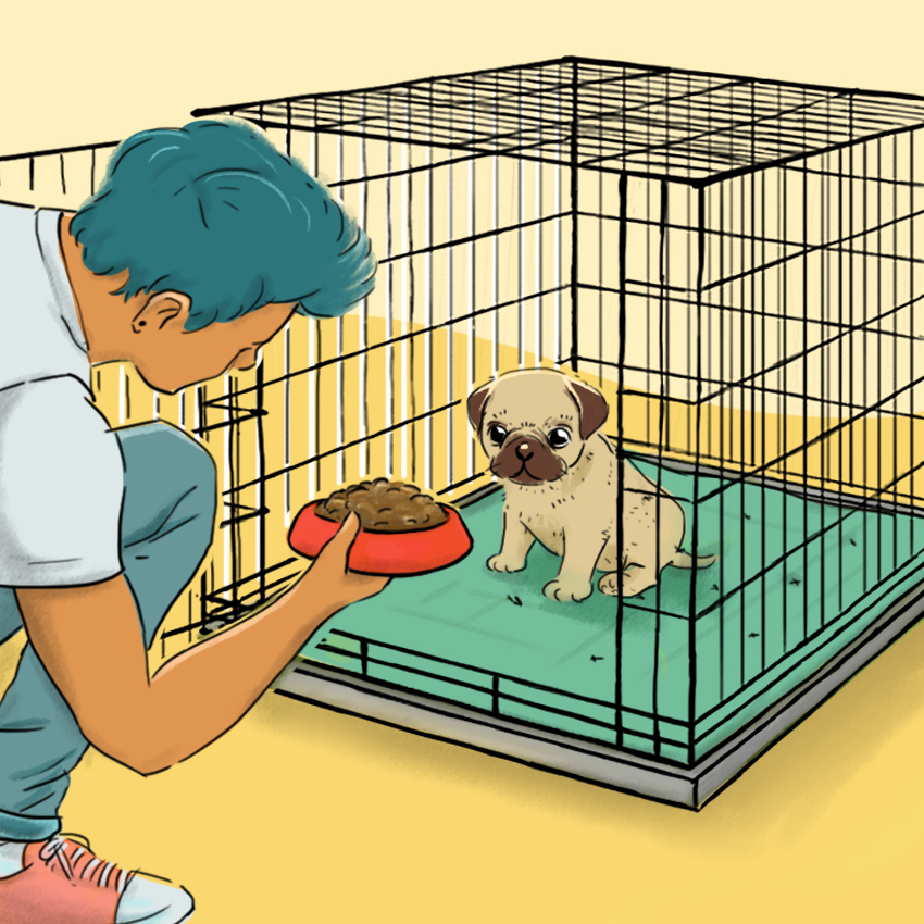 embeddedIMG_HowToCrateTrainAPuppy_850px_5.jpg