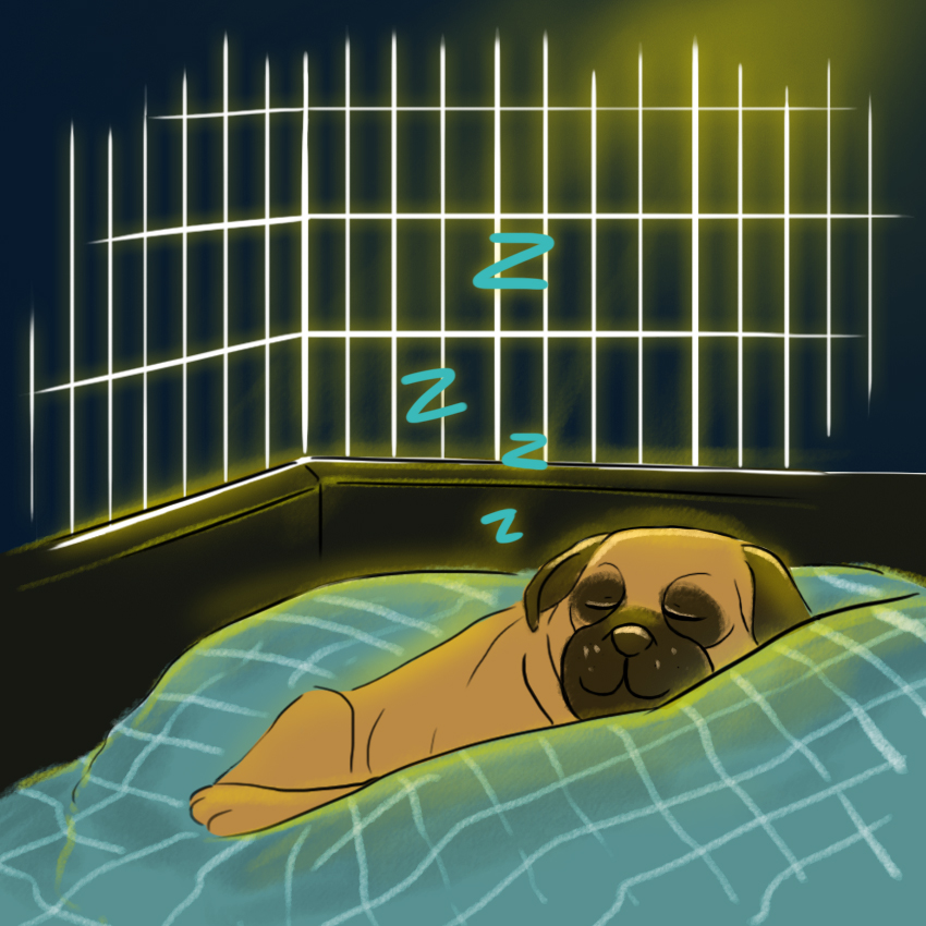 embeddedIMG_HowToCrateTrainAPuppy_850px_8.jpg