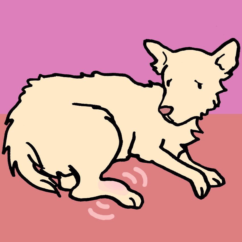 embeddedIMG_HowToTellWhenYourPetIsInPain_850px_8.jpg