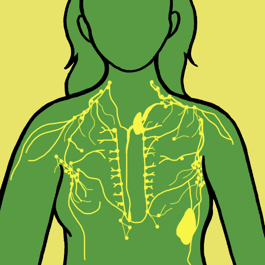 embeddedIMG_HowYourLymphaticSystemAffectsBreastHealthAndHowToKeepItHealthy_850px_2.jpg embeddedIMG_HowYourLymphaticSystemAffectsBreastHealthAndHowToKeepItHealthy_850px_2.jpg