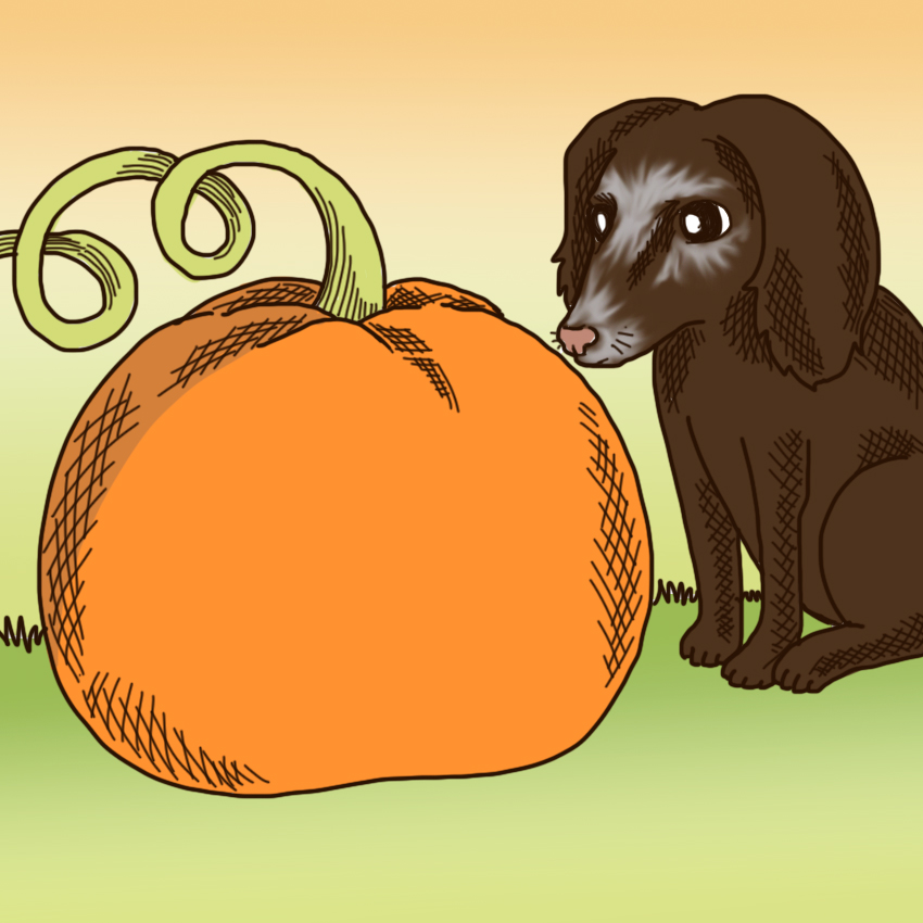 embeddedIMG_PumpkinForPets_850px_7.jpg