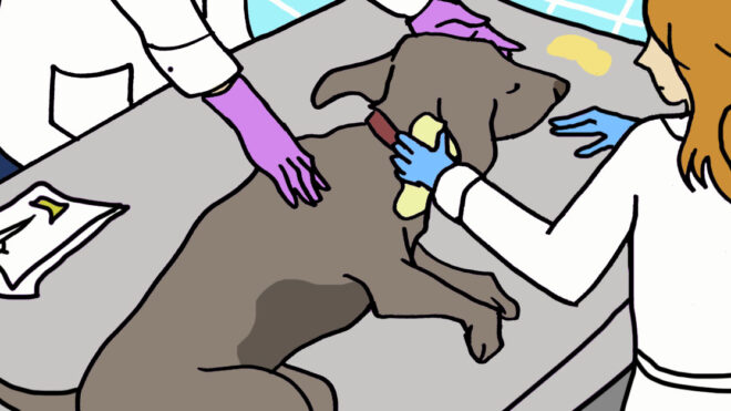 embeddedIMG_ReasonsYourDogIsVomiting_1280x627px_thumb