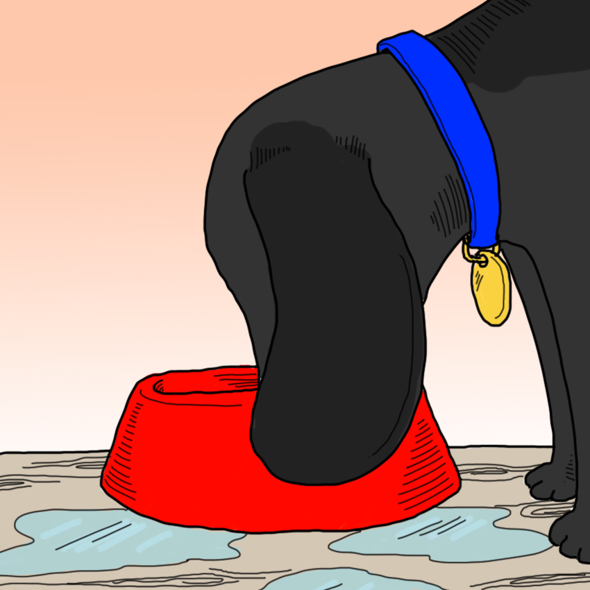 embeddedIMG_SickPetSigns_850px_2.jpg