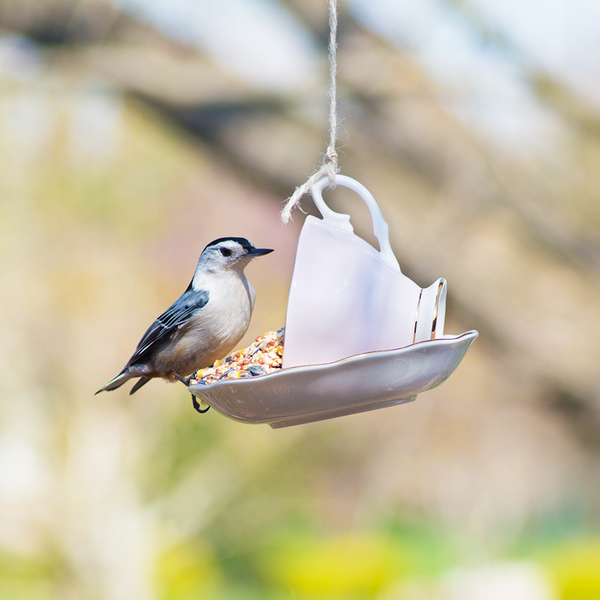 embeddedIMG_TeacupBirdFeeder_850px_9.jpg