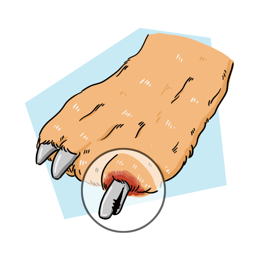 embeddedIMG_WhatShouldIDoIfMyPuppyBreaksANail_850px_10.jpg