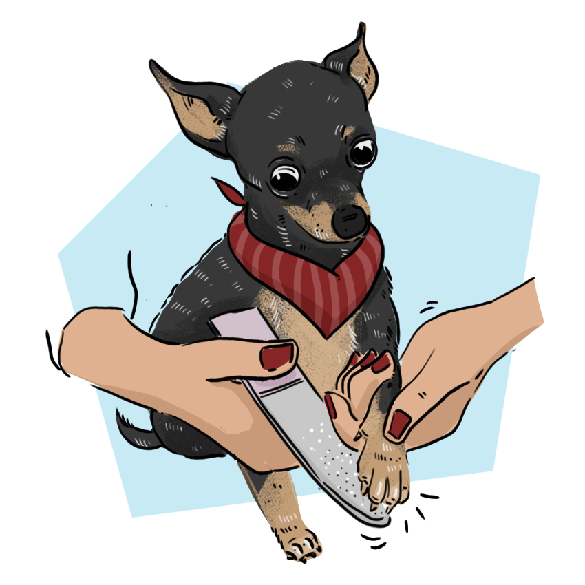 embeddedIMG_WhatShouldIDoIfMyPuppyBreaksANail_850px_11.jpg