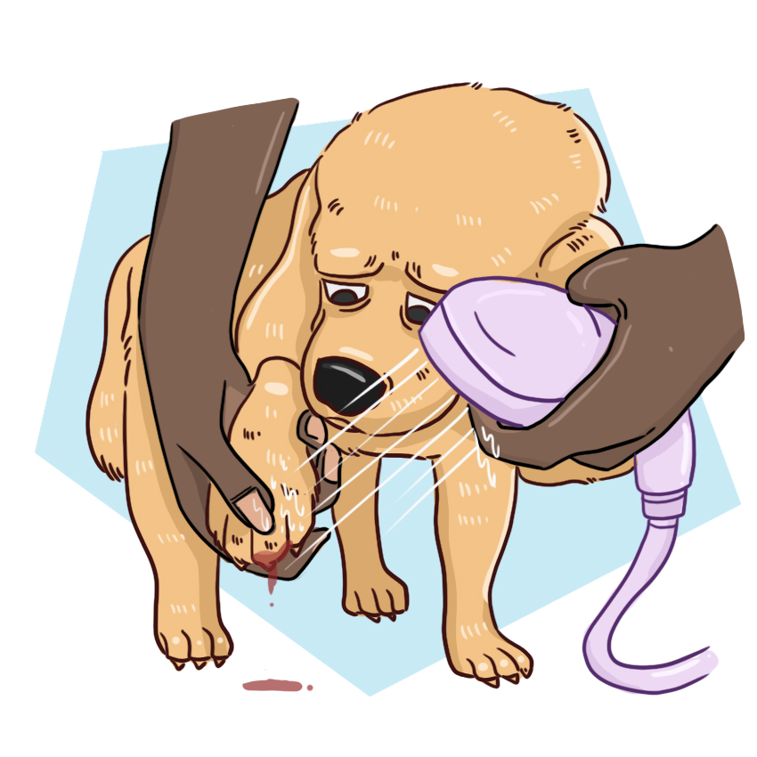 embeddedIMG_WhatShouldIDoIfMyPuppyBreaksANail_850px_12.jpg