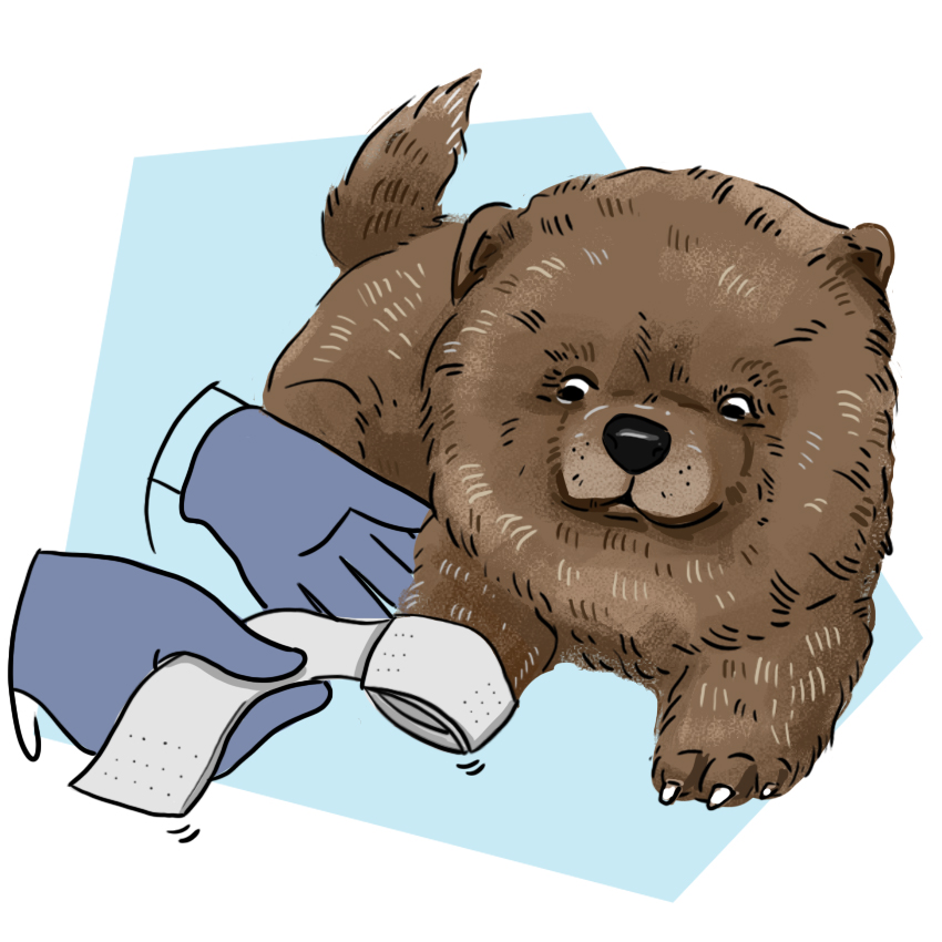 embeddedIMG_WhatShouldIDoIfMyPuppyBreaksANail_850px_13.jpg
