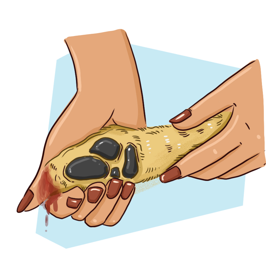 embeddedIMG_WhatShouldIDoIfMyPuppyBreaksANail_850px_7.jpg