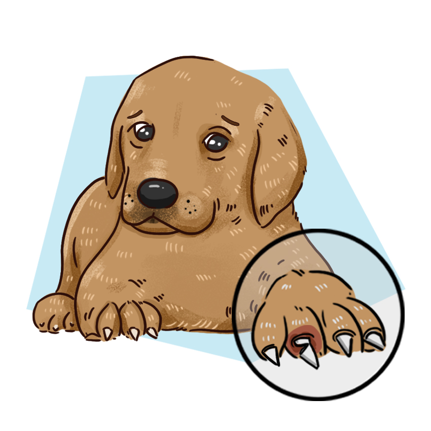 embeddedIMG_WhatShouldIDoIfMyPuppyBreaksANail_850px_9.jpg