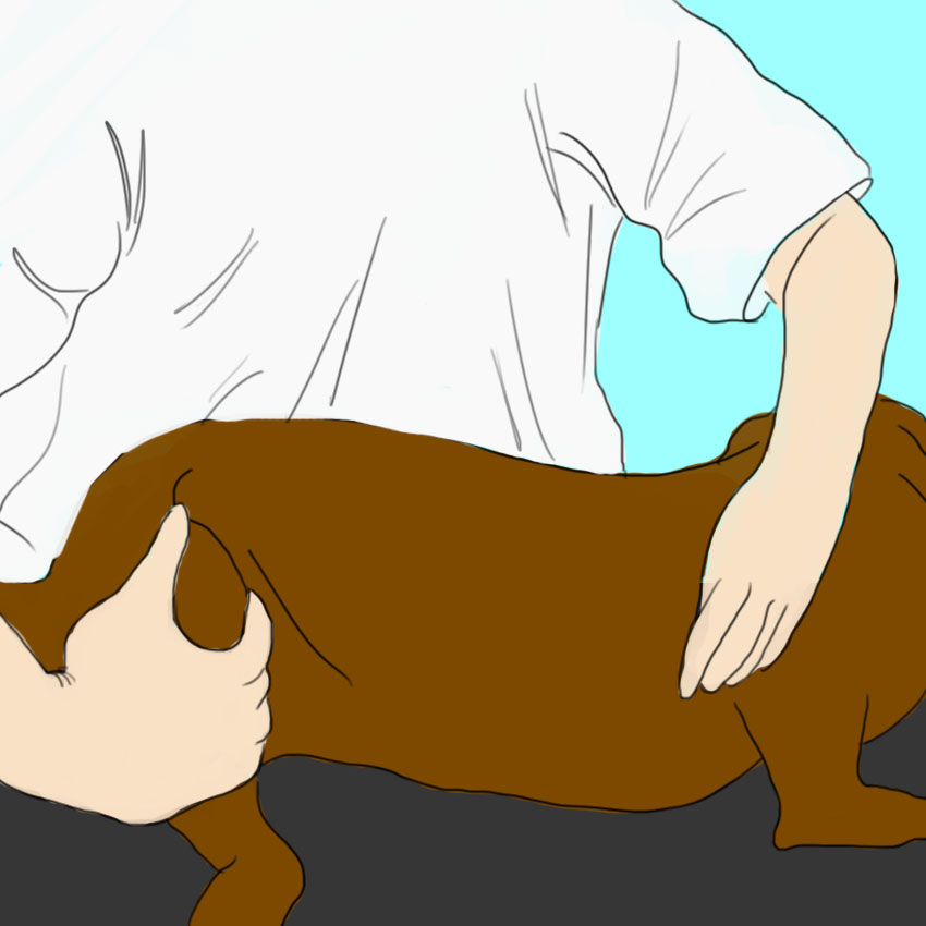 embeddedIMG_dogcpr_850px_3-1.jpg