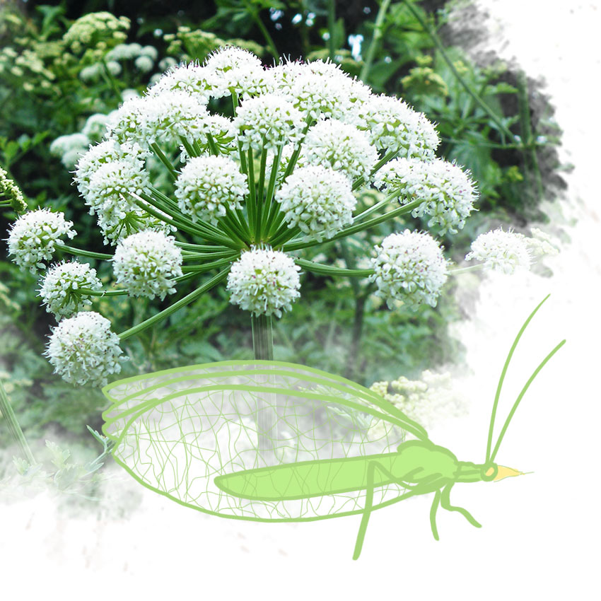 embeddedIMG_friendlygardenbugs_850px_1.jpg
