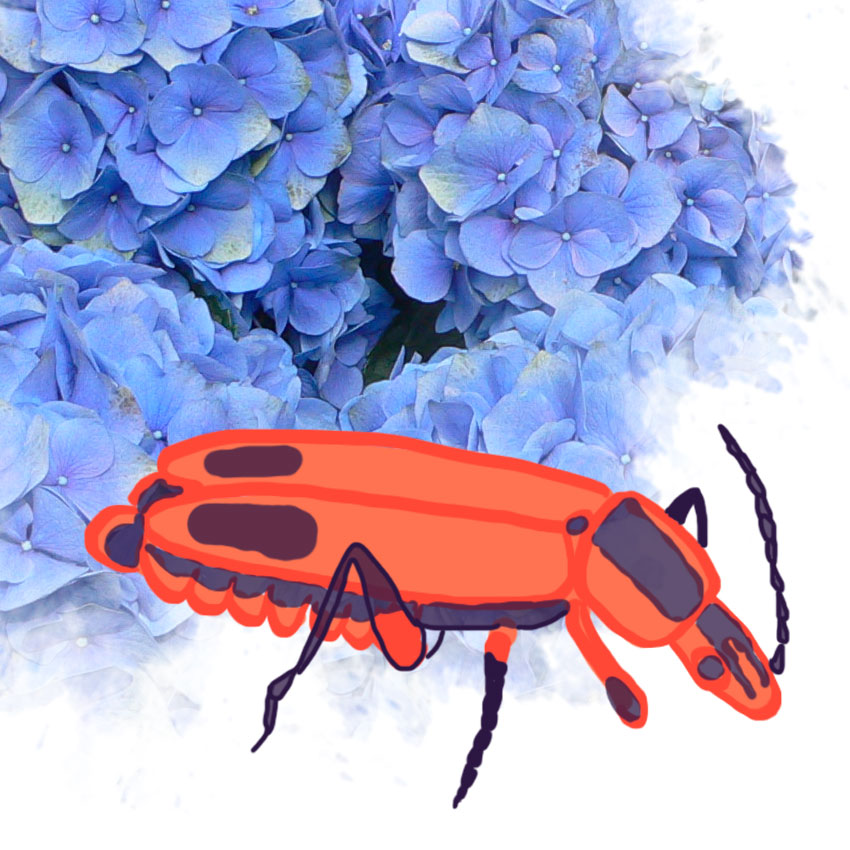 embeddedIMG_friendlygardenbugs_850px_2.jpg