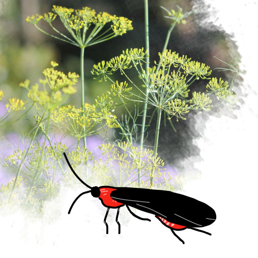 embeddedIMG_friendlygardenbugs_850px_4.jpg