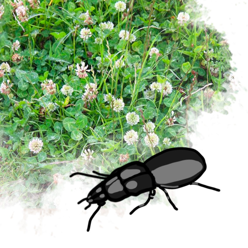embeddedIMG_friendlygardenbugs_850px_5.jpg