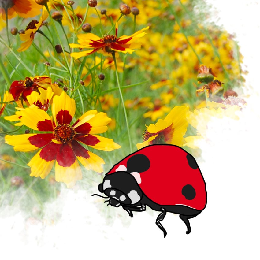 embeddedIMG_friendlygardenbugs_850px_6.jpg
