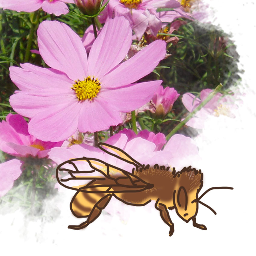 embeddedIMG_friendlygardenbugs_850px_7.jpg