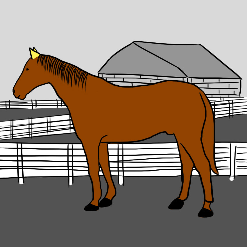 embeddedIMG_howtoreadahorse_850px_1.jpg