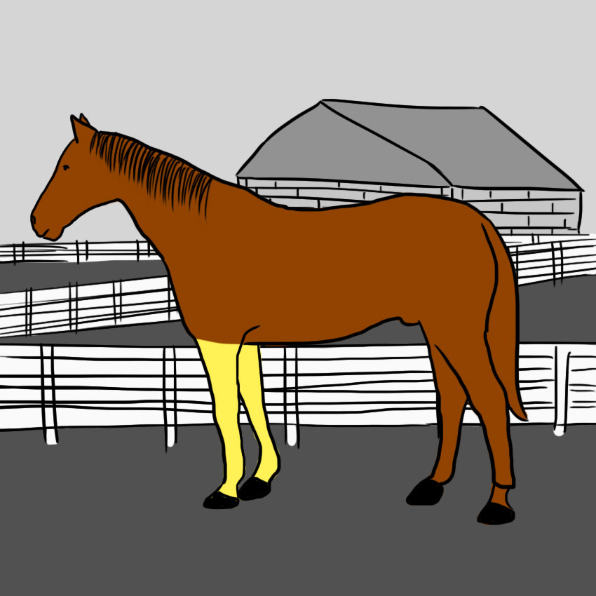 embeddedIMG_howtoreadahorse_850px_3.jpg