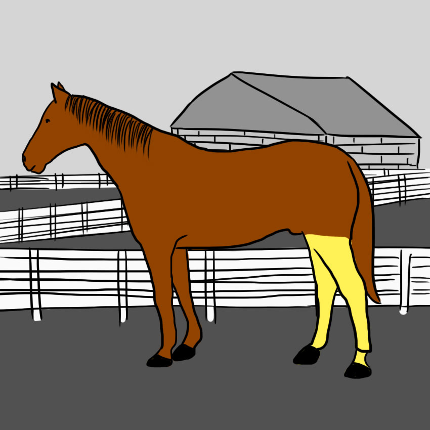 embeddedIMG_howtoreadahorse_850px_4.jpg