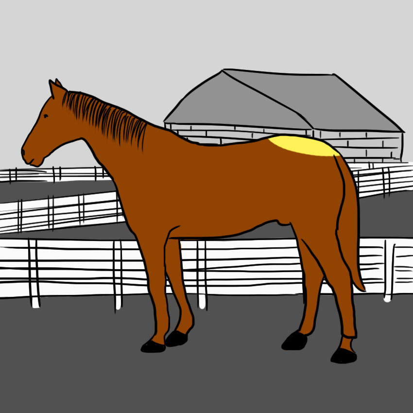 embeddedIMG_howtoreadahorse_850px_8.jpg