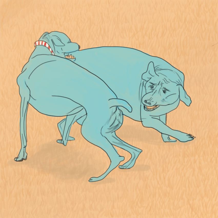 embeddedIMG_questionsaboutdogs_850px_8.jpg