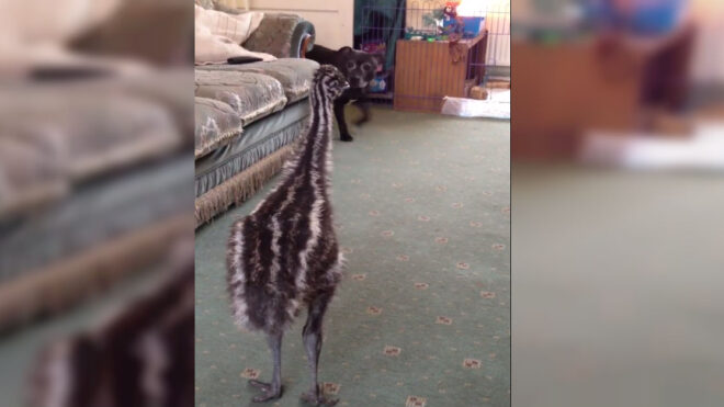 emu