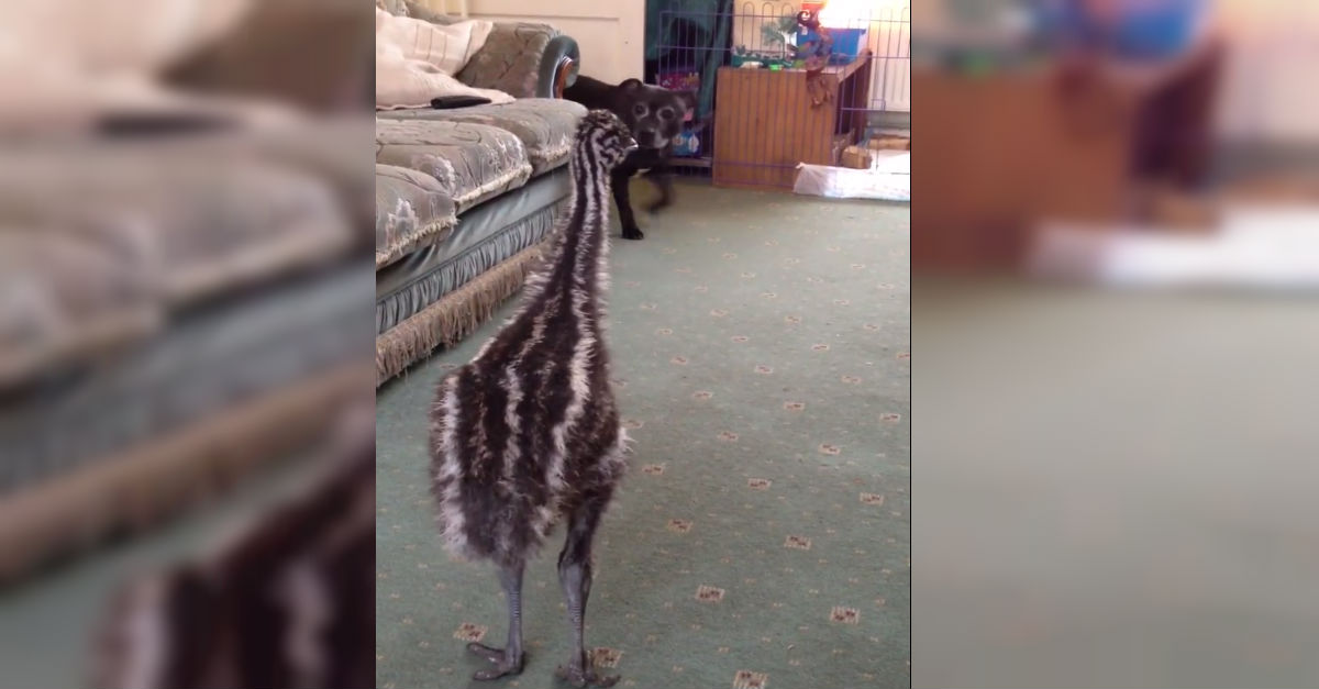 emu