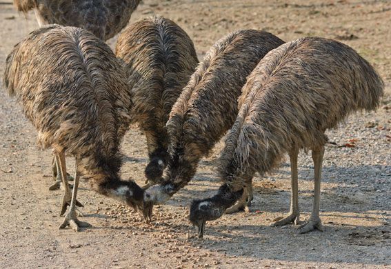 emu-flock-eating.jpg