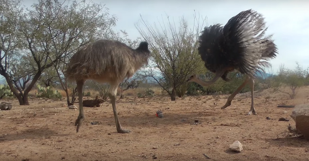 emu