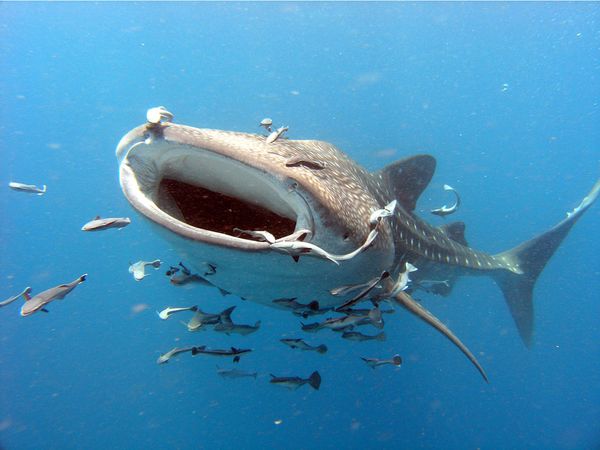 endangered08-whale-shark_24058_600x450.jpg