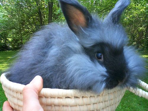 english-angora-rabbit.jpg