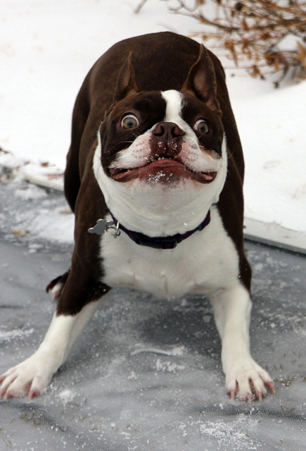 excited-dog.jpg