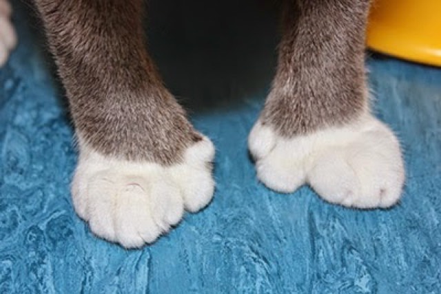 extra-toes-400px.jpg
