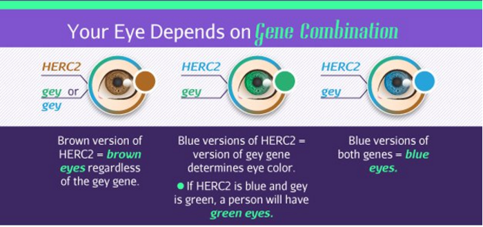 eye-gene-combination.png