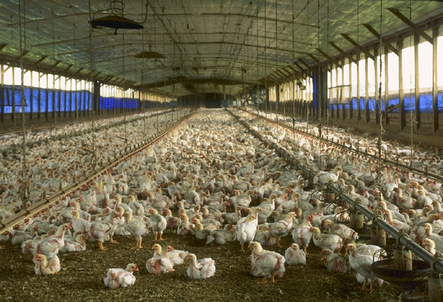 factory-farming-chickens.jpg