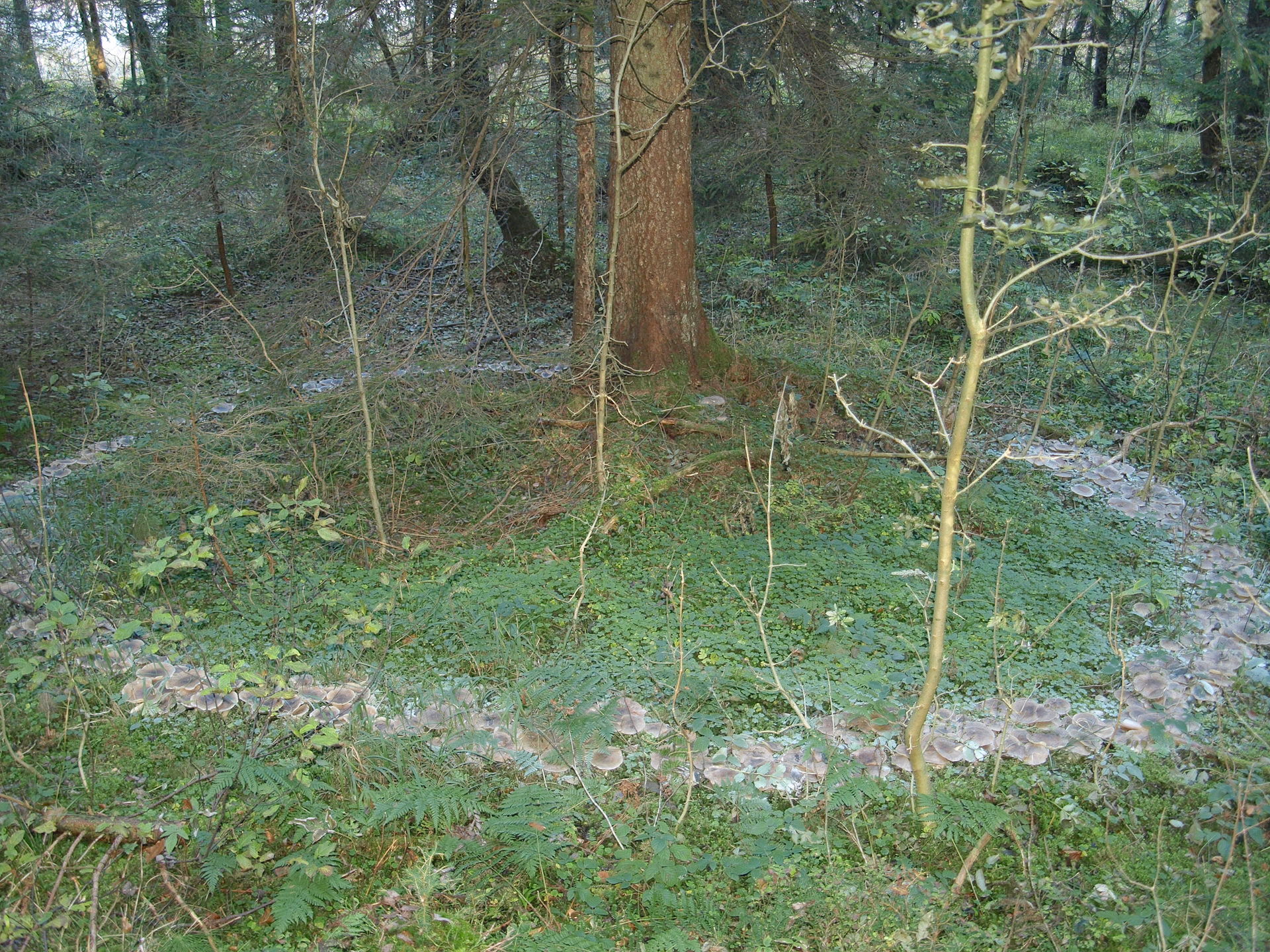 fairycircle_6.jpg