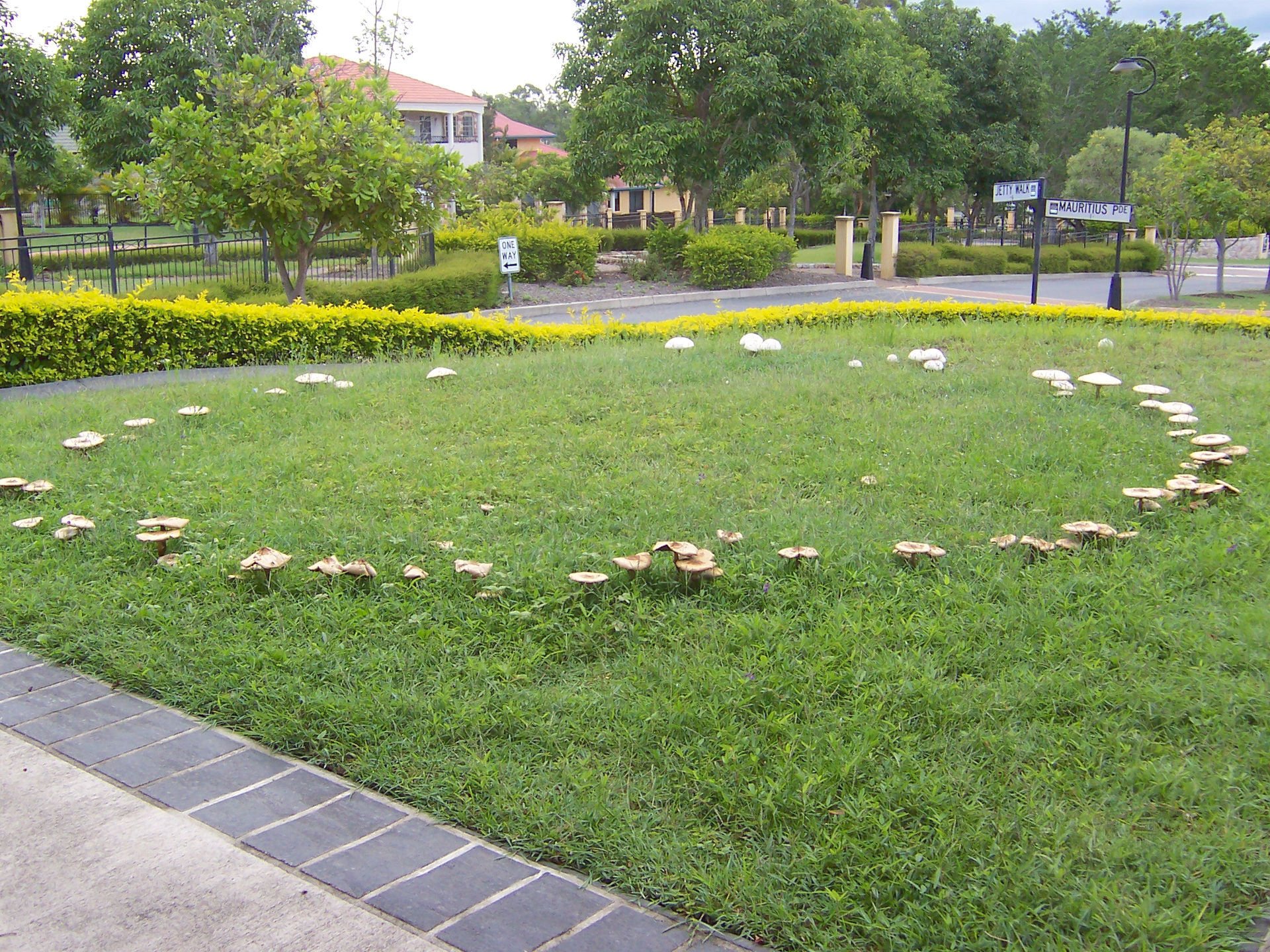 fairycircle_8.jpg
