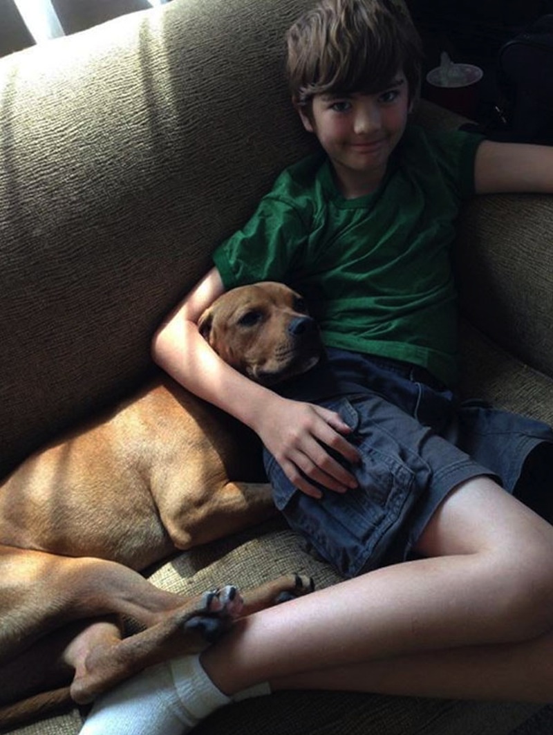 familia-adopta-pit-bull-honey.jpg