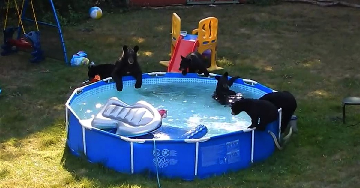 family of bears in swimming pool