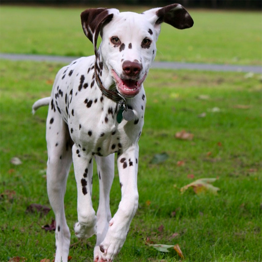 famous-dog-names-2.jpg