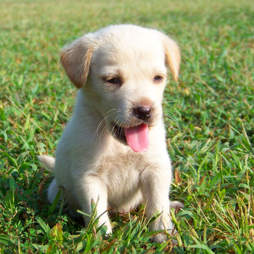 famous-dog-names-3.jpg