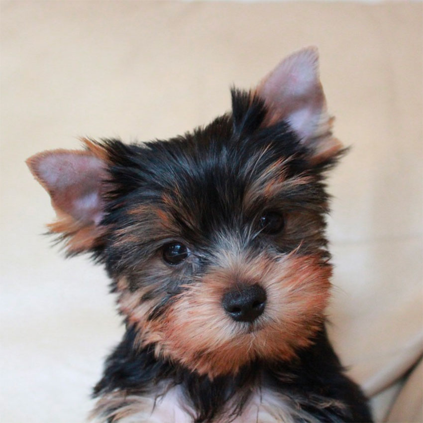 famous-dog-names-4.jpg