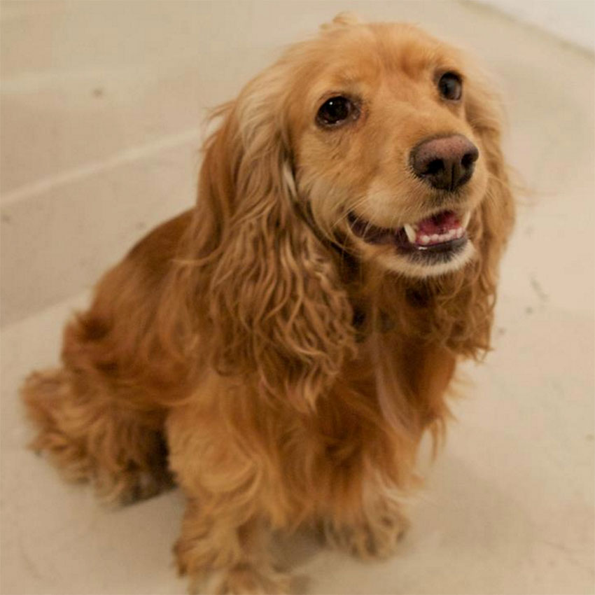 famous-dog-names-5.jpg