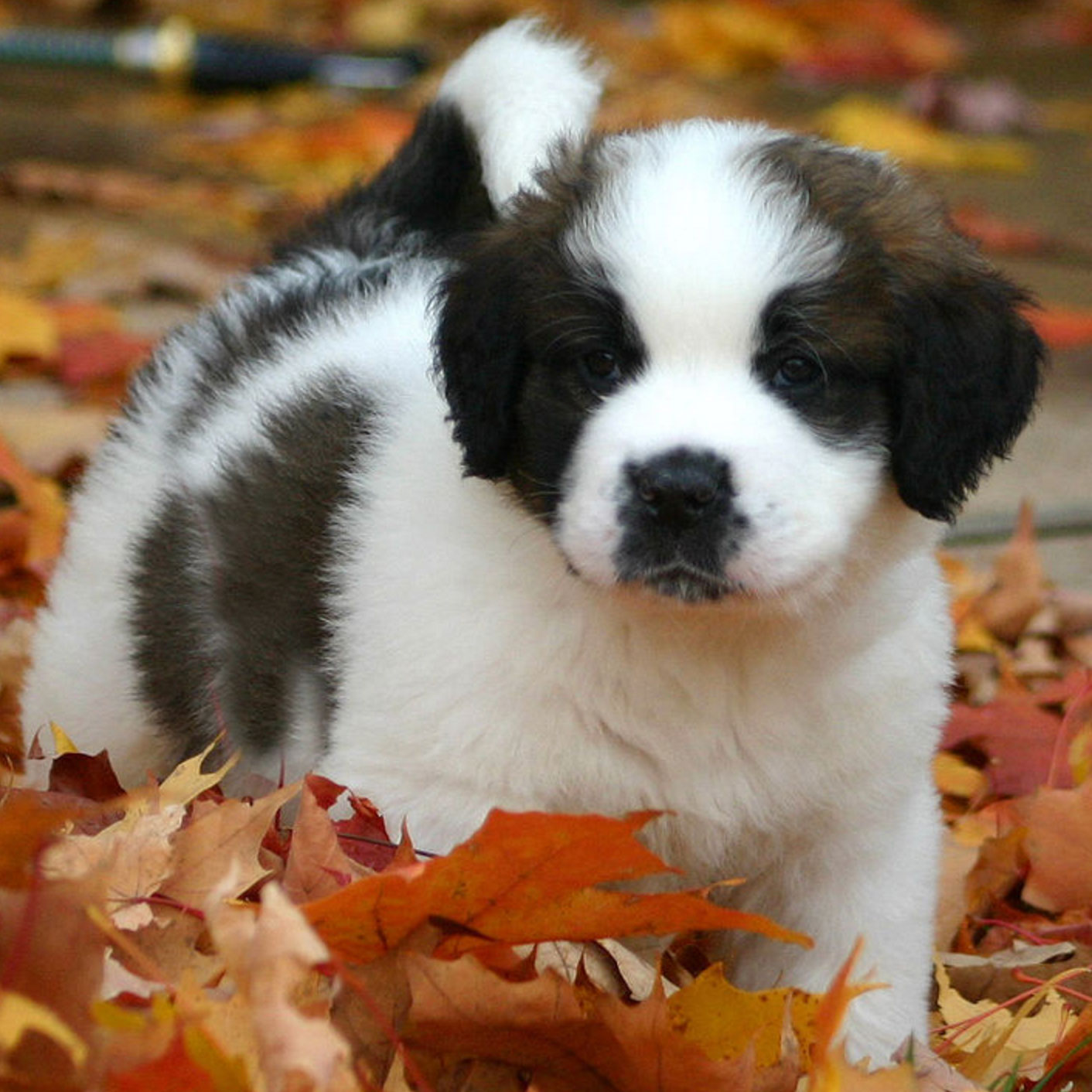 famous-dog-names-6.jpg