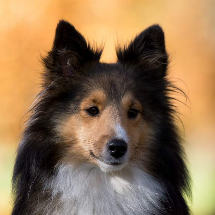 famous-dog-names-eight.jpg