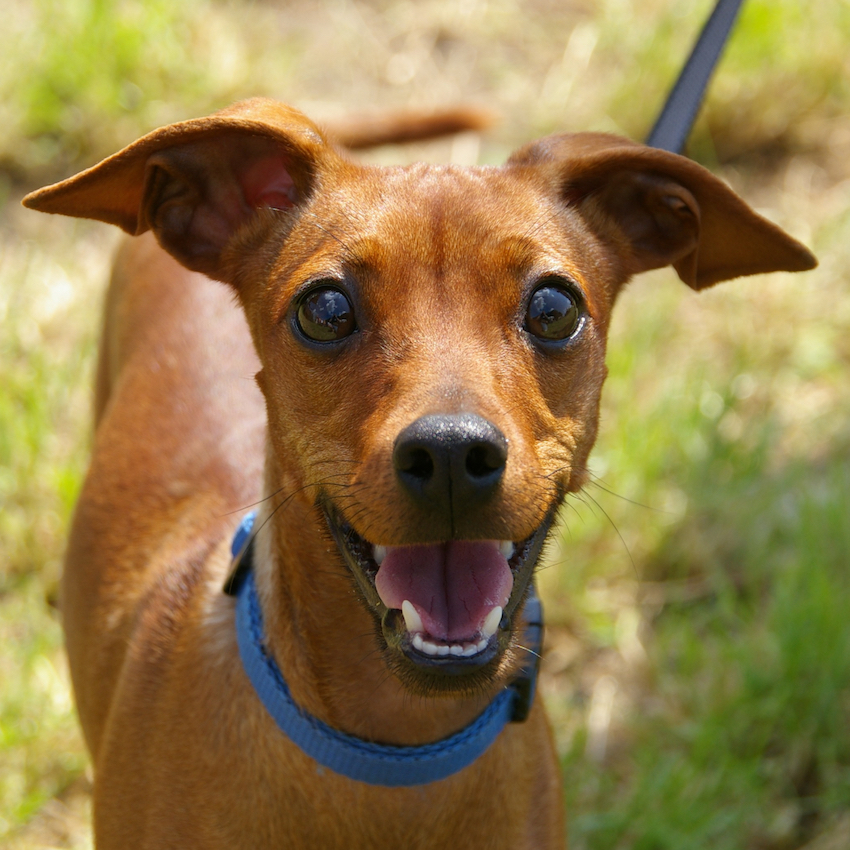 famous-dog-names-three.jpg