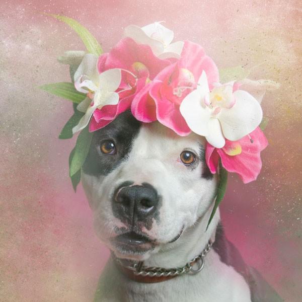 fancy-2.jpg