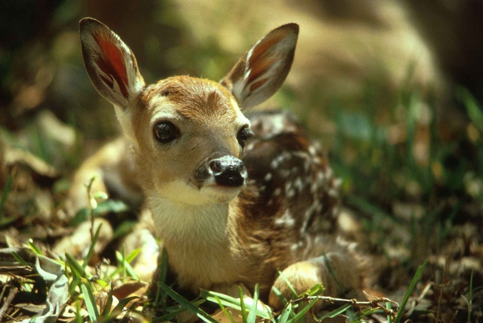 fawn-597528_960_720.jpg